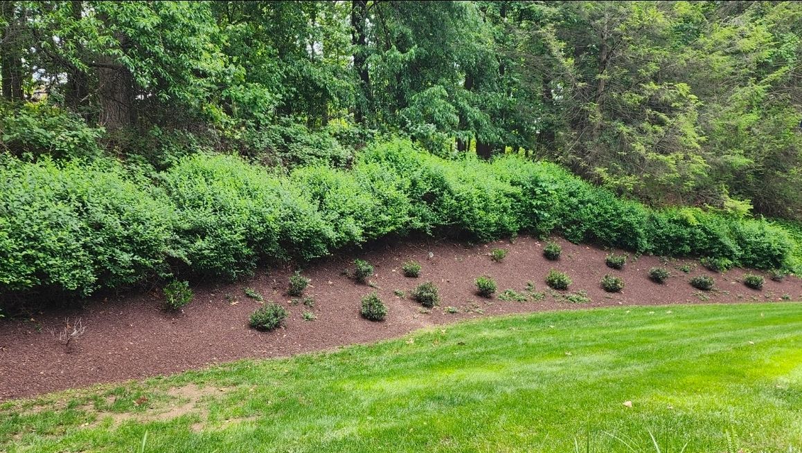 Clean landscape edging