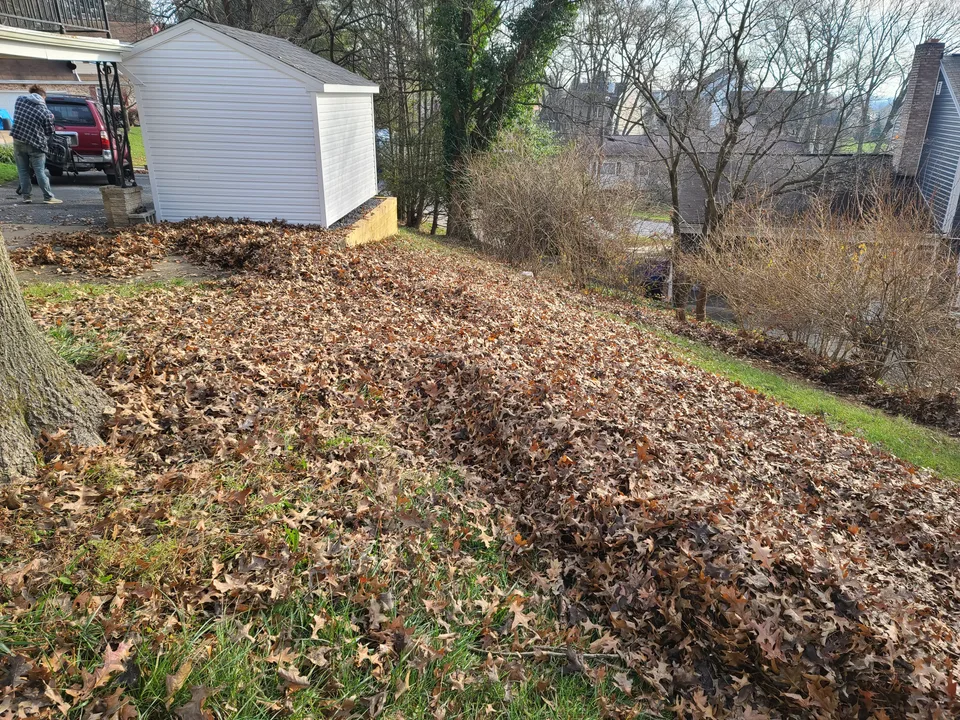 Backyard before leaf removal