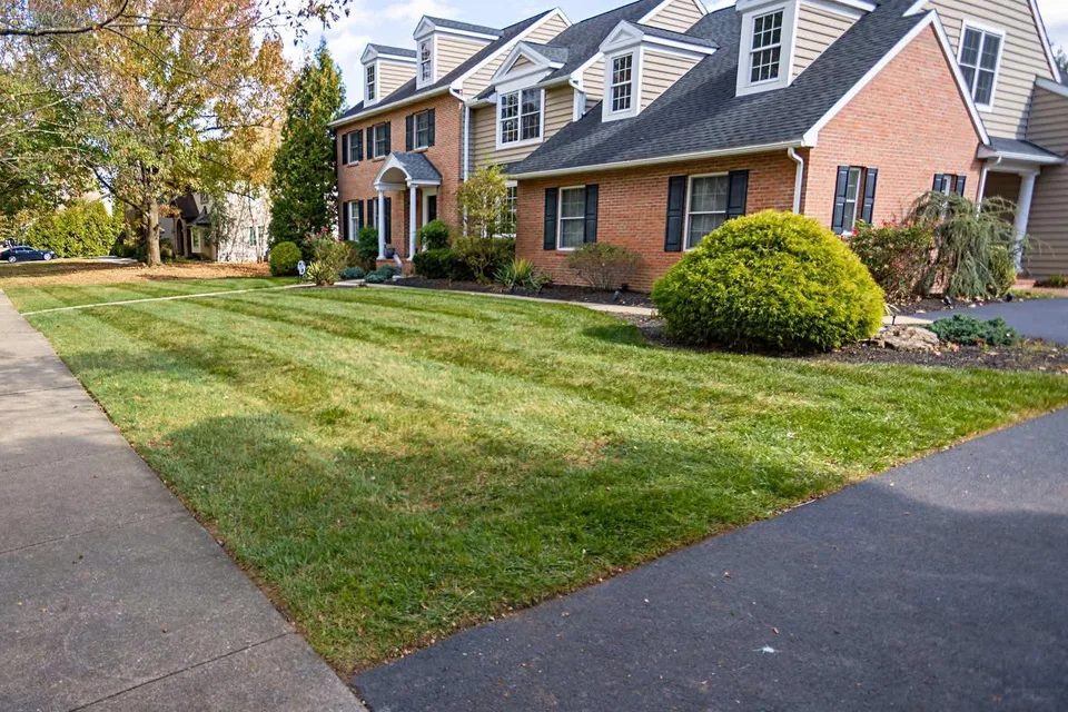 Front lawn after leaf removal