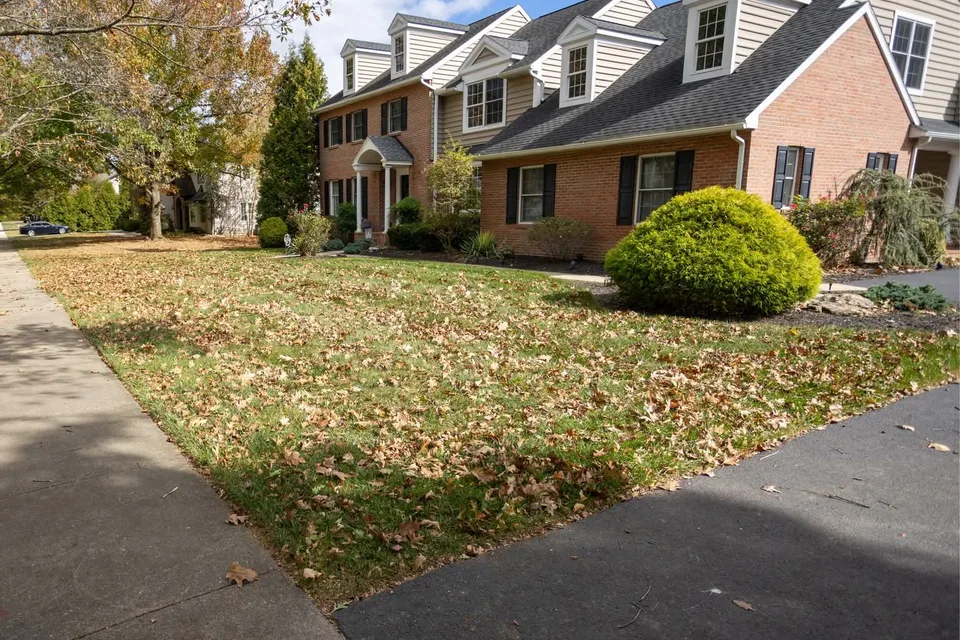 Front lawn before leaf removal