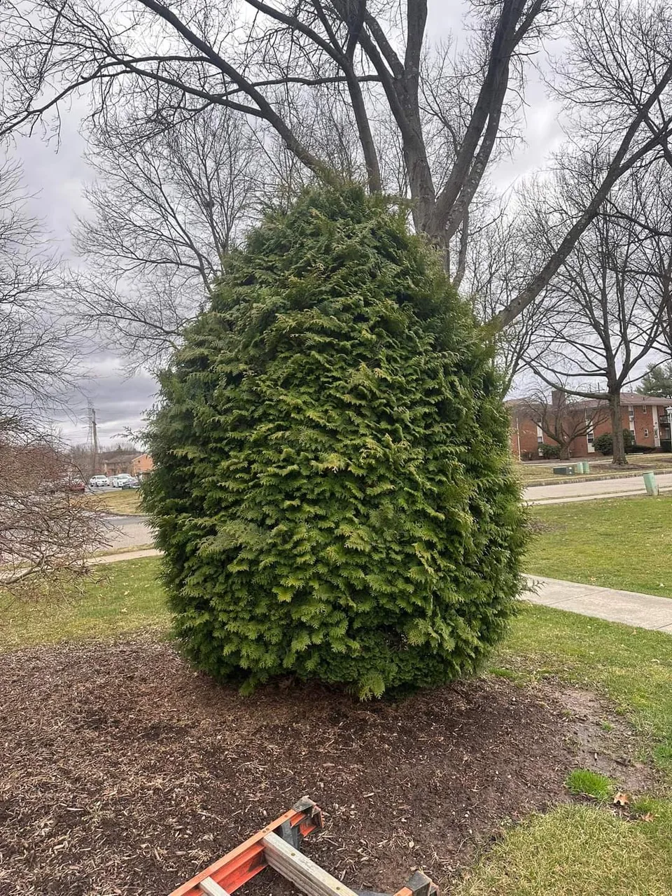 Evergreen shrub before trimming