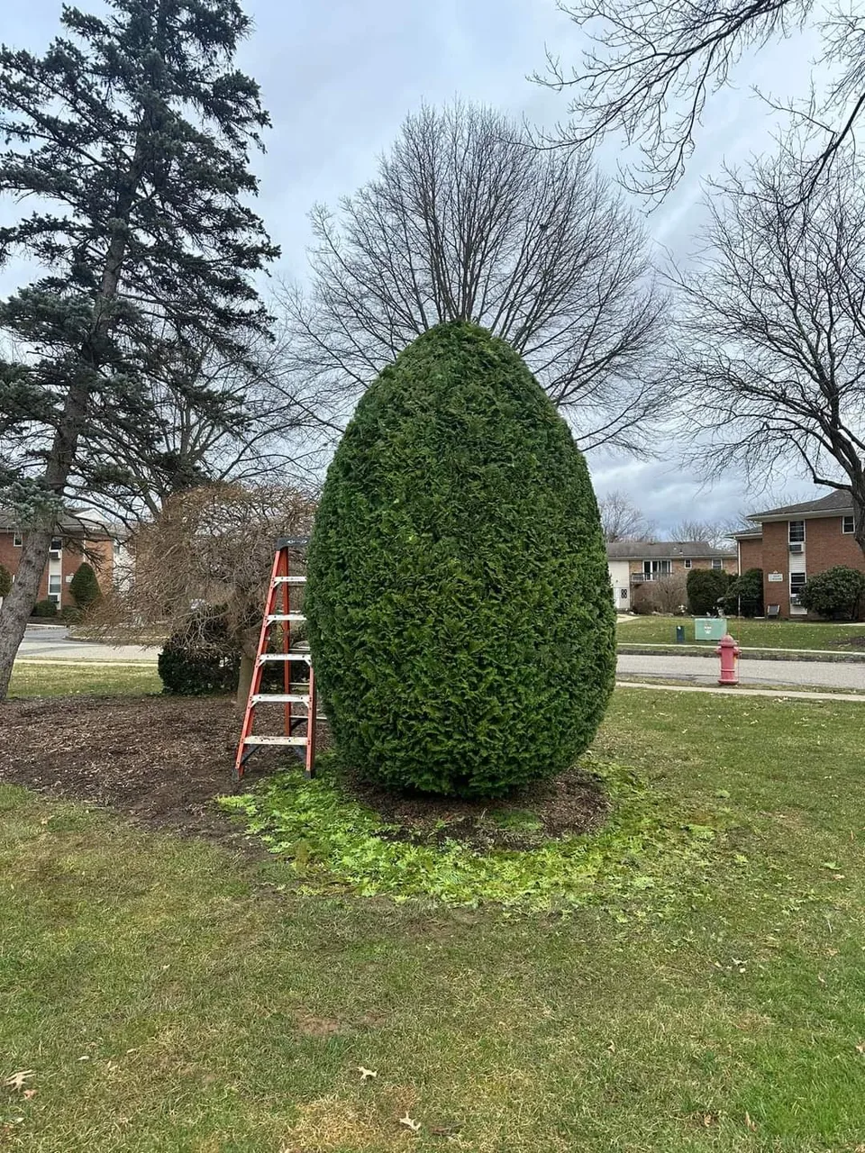 Evergreen shrub after shaping, with clippings still on the ground