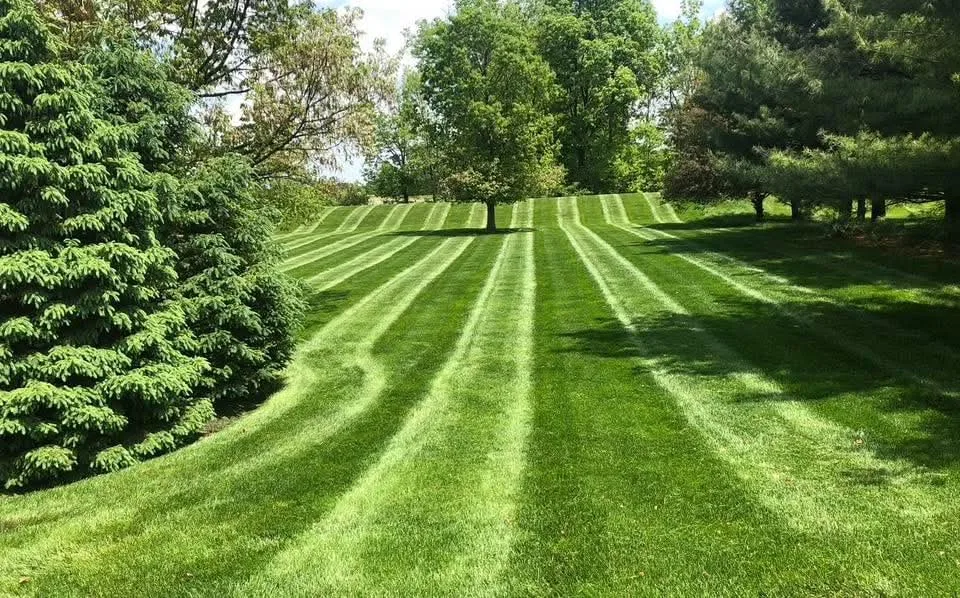 Lawn and landscape work from the Royals project gallery